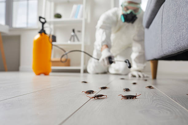 Commercial Kitchen Cockroach Control in Cañoncito